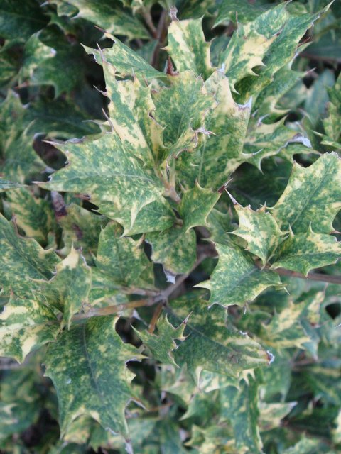 Osmanthus heterophyllus 'Variegatus' P2D